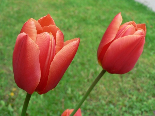 tulipanes